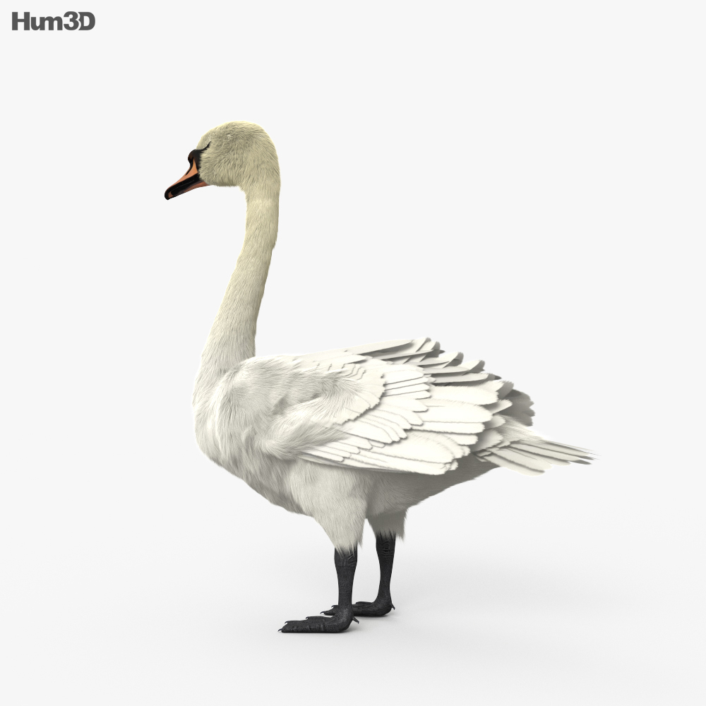 Mute Swan HD 3d model