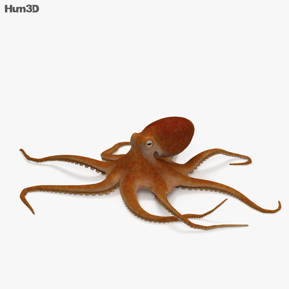 章鱼 3D模型