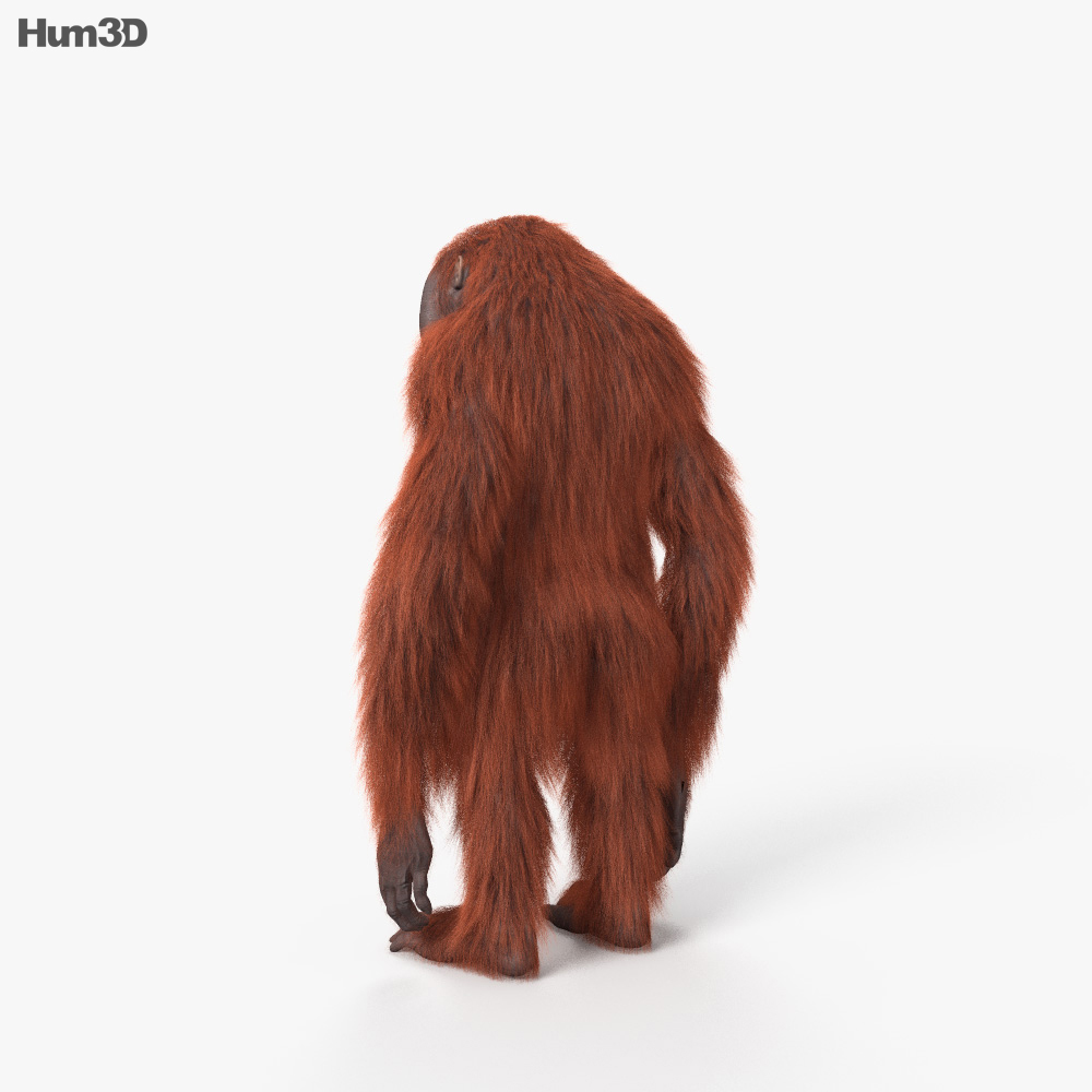 Orangutan HD 3d model