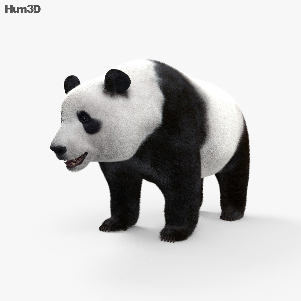 Animated Giant Panda 3D model - Animals on Hum3D