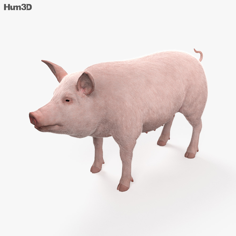 3d Papercraft Domestic Pig Papercraft Pdf Template Di