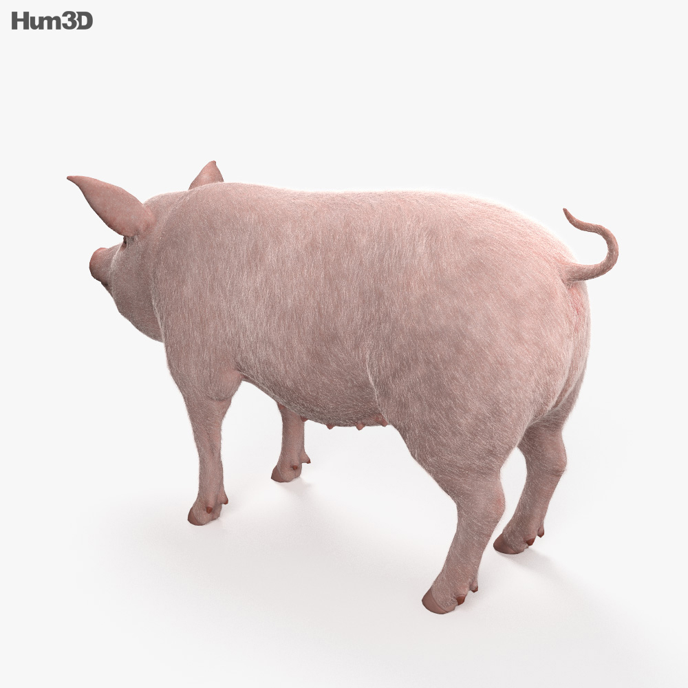 猪 3D模型