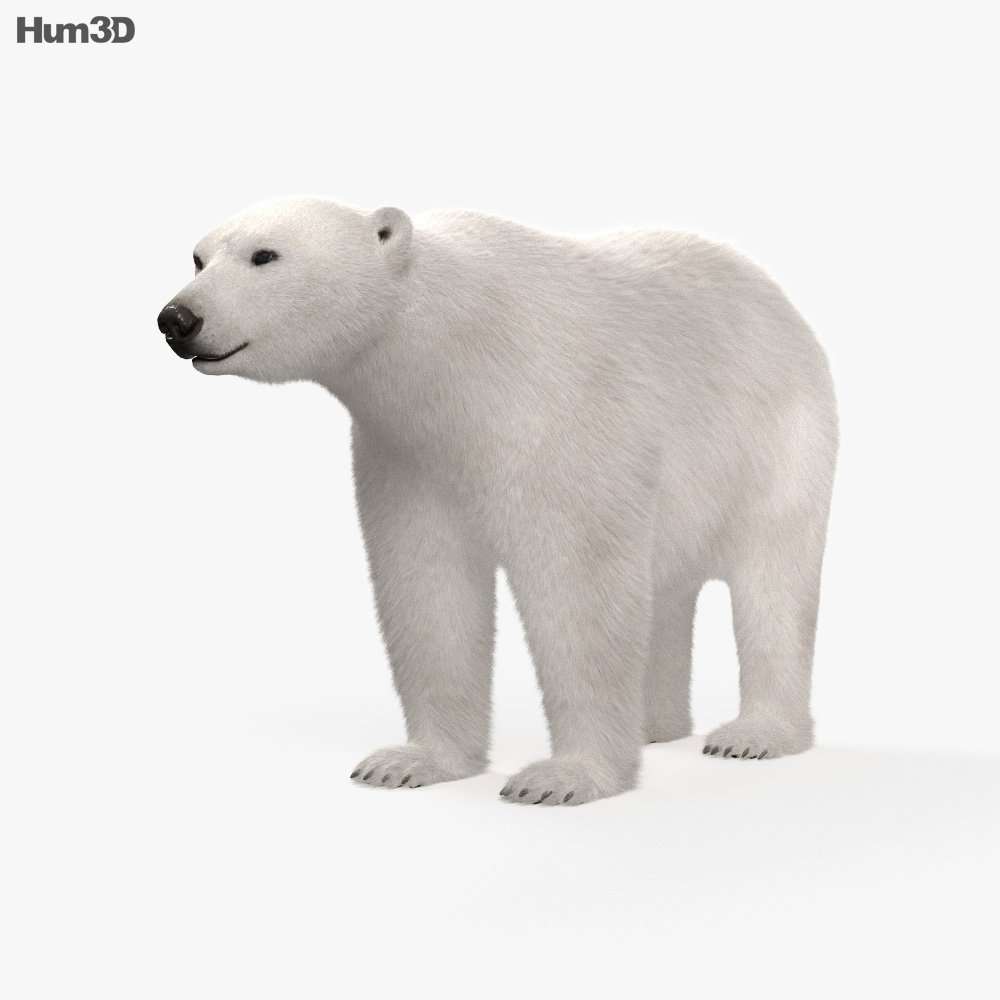 Animated Polar Bear 3D model - Animals on Hum3D