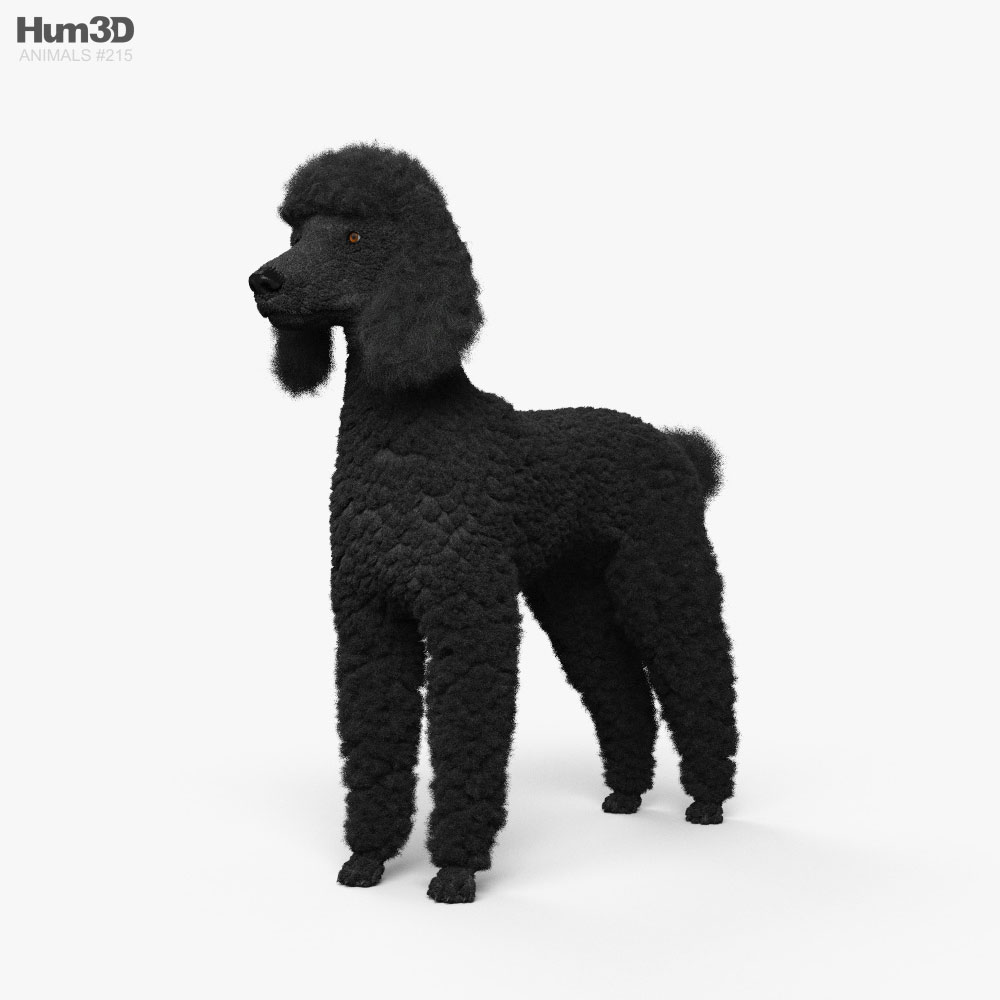 贵宾犬 3D模型