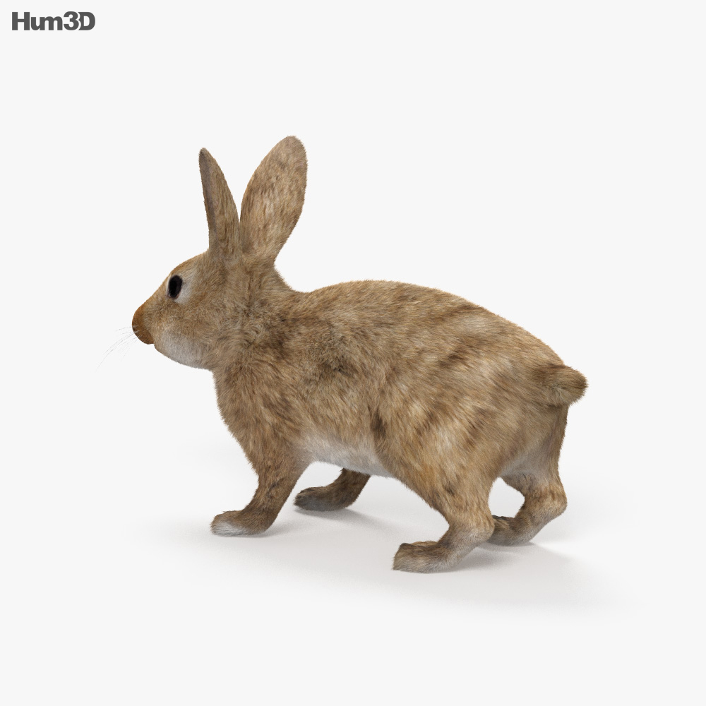 Common Rabbit HD 3d model
