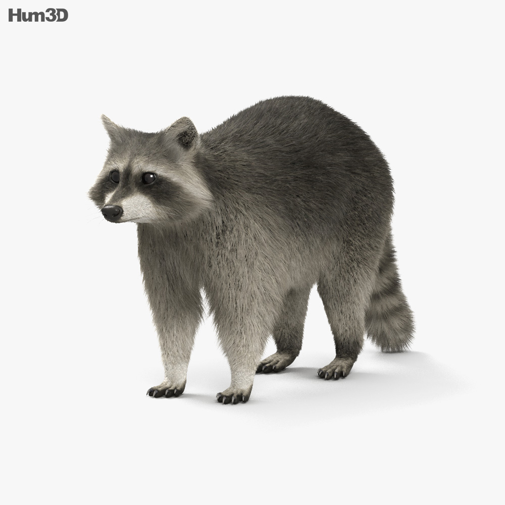 Raccoon HD 3d model