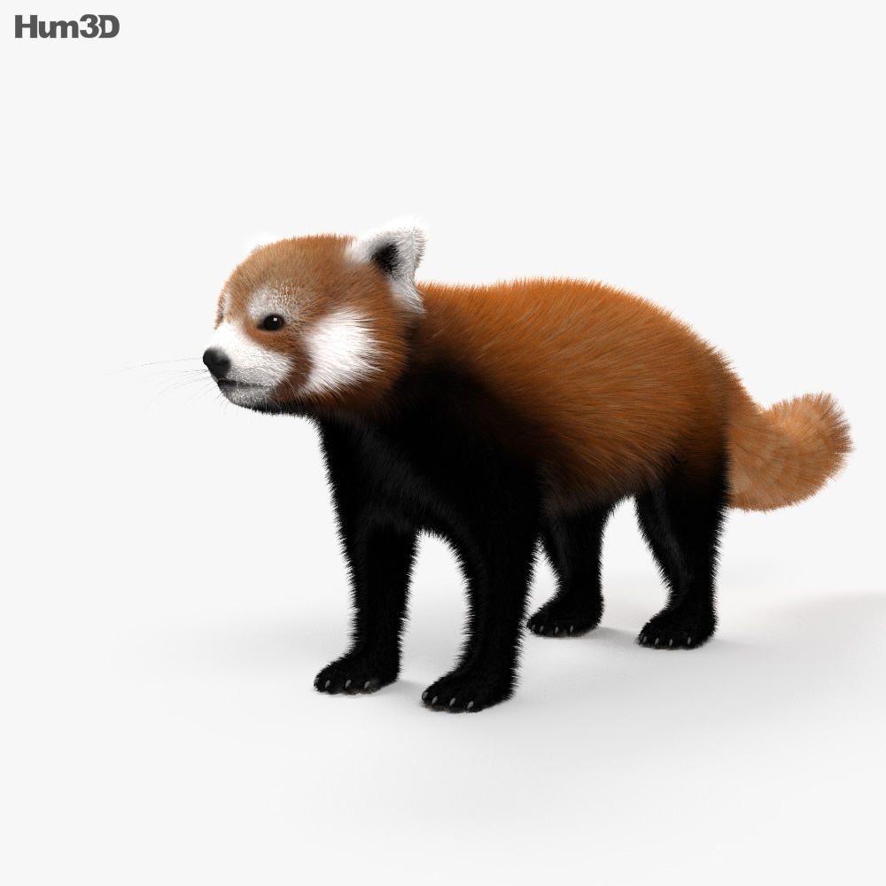 Panda rojo Modelo 3D