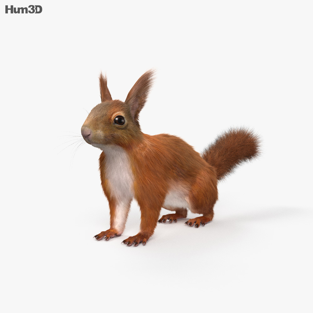 아메리카붉은다람쥐청서 3D 모델 
