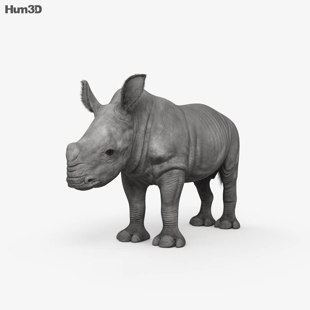 Rhinoceros Cub HD 3d model
