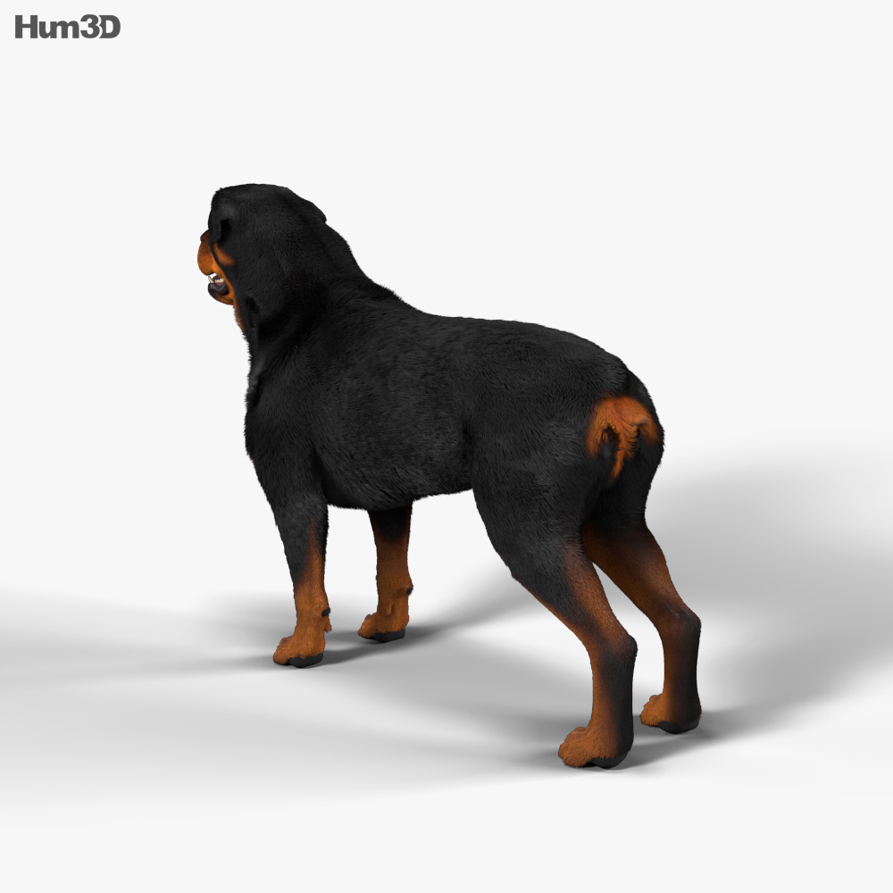 Rottweiler Modello 3D