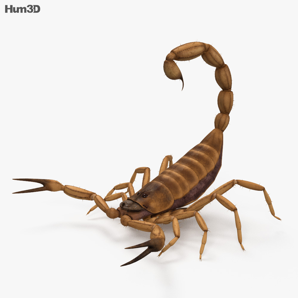 蠍子 3D模型