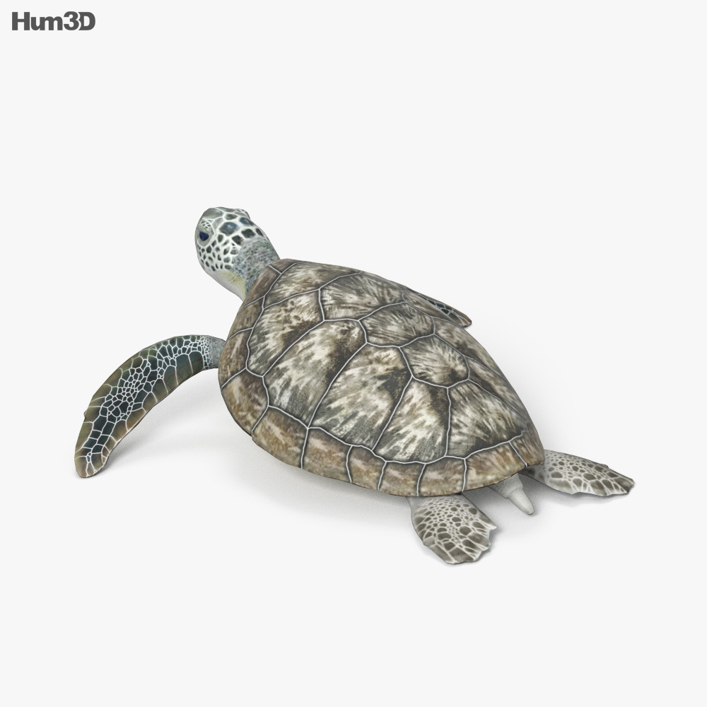 Hawksbill Sea Turtle HD 3d model