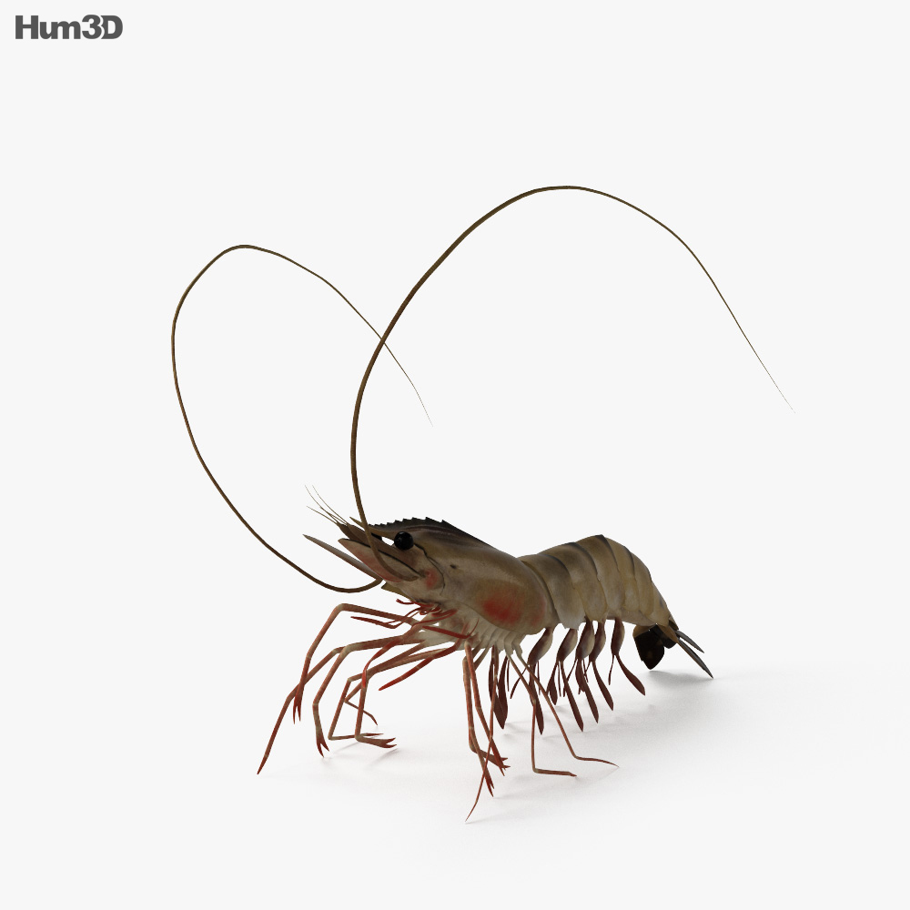Shrimp HD 3d model