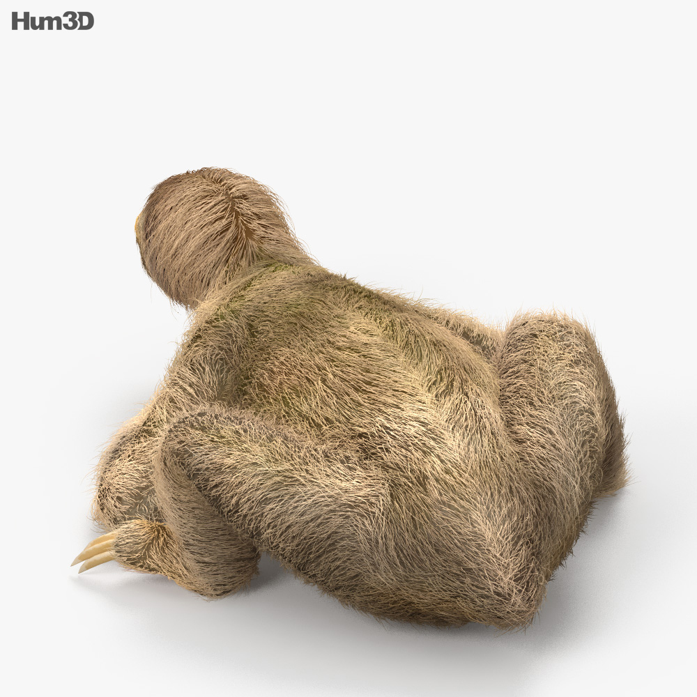 Three-Toed Sloth HD 3d model