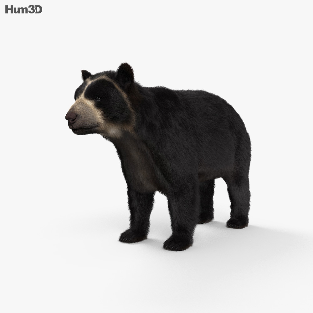 Spectacled Bear HD 3d model