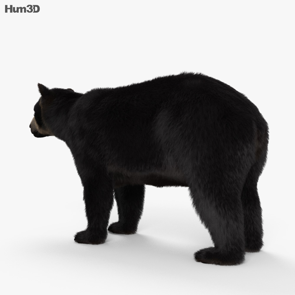 Spectacled Bear HD 3d model