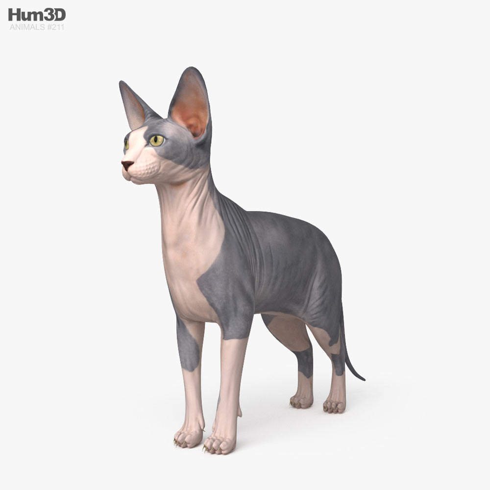Animated Sphynx Cat 3D model - Animals on Hum3D