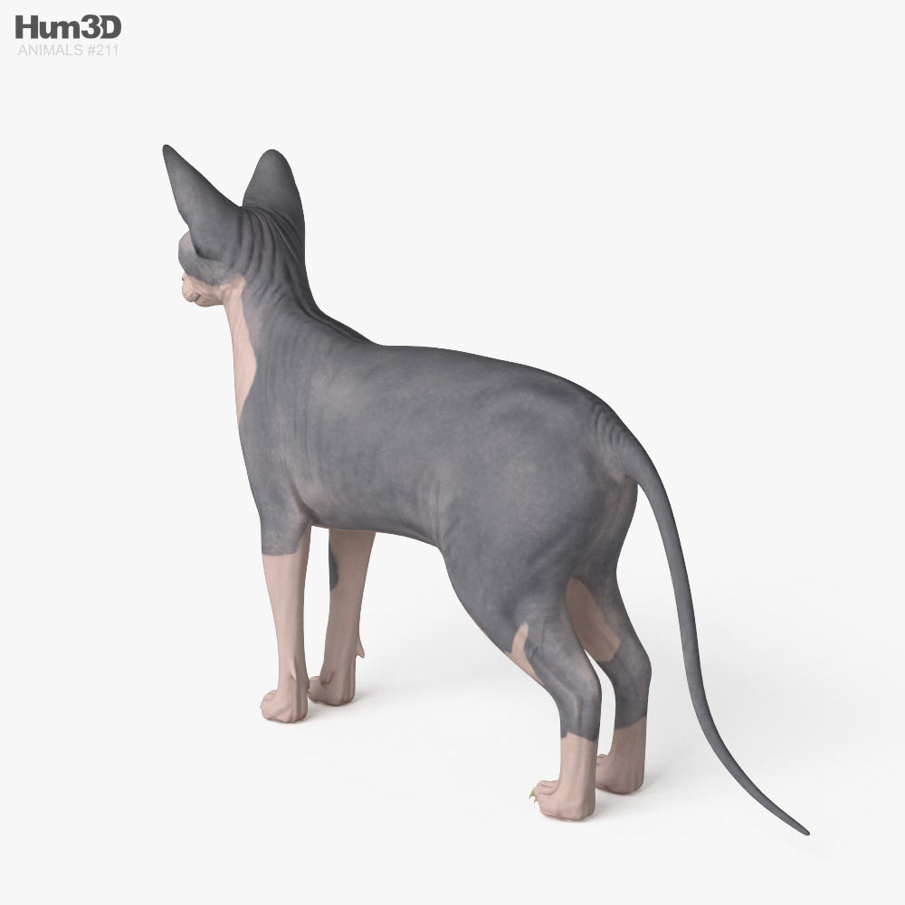 Sphynx-Katze 3D-Modell