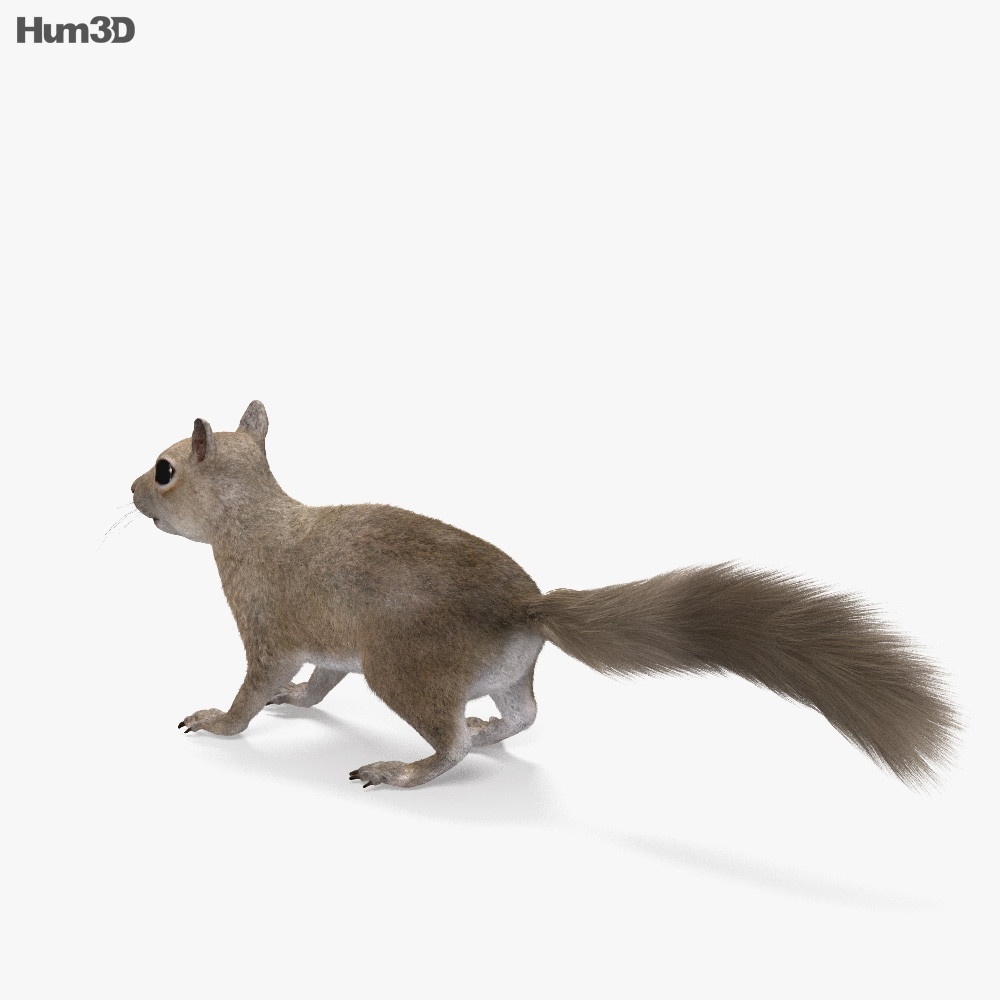 Squirrel Hd 3d Model Animals On Hum3d