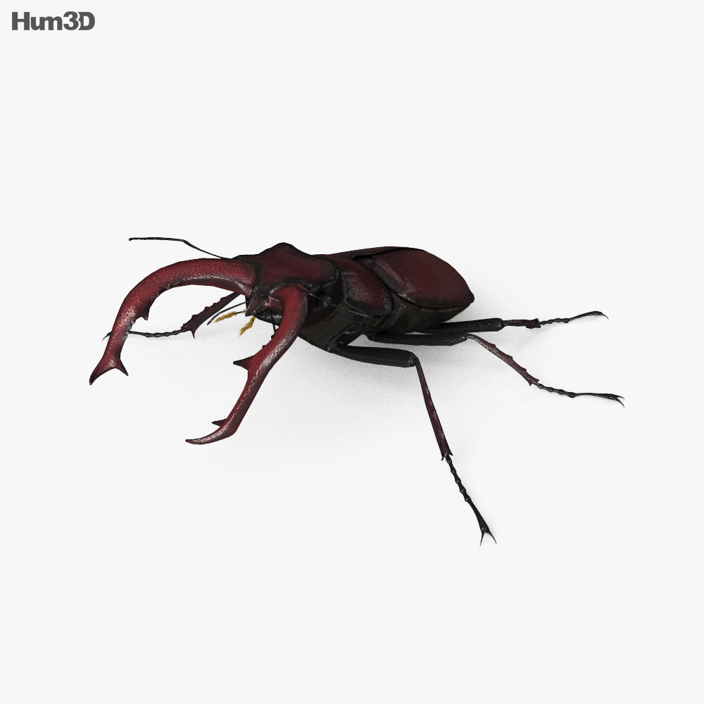 Stag Beetle HD 3d model