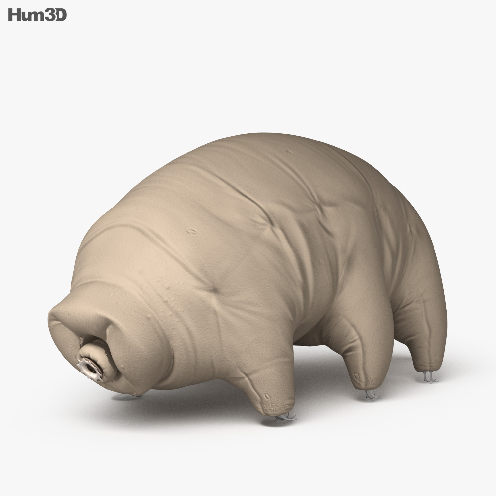 Animated Tardigrade 3D model - Animals on Hum3D