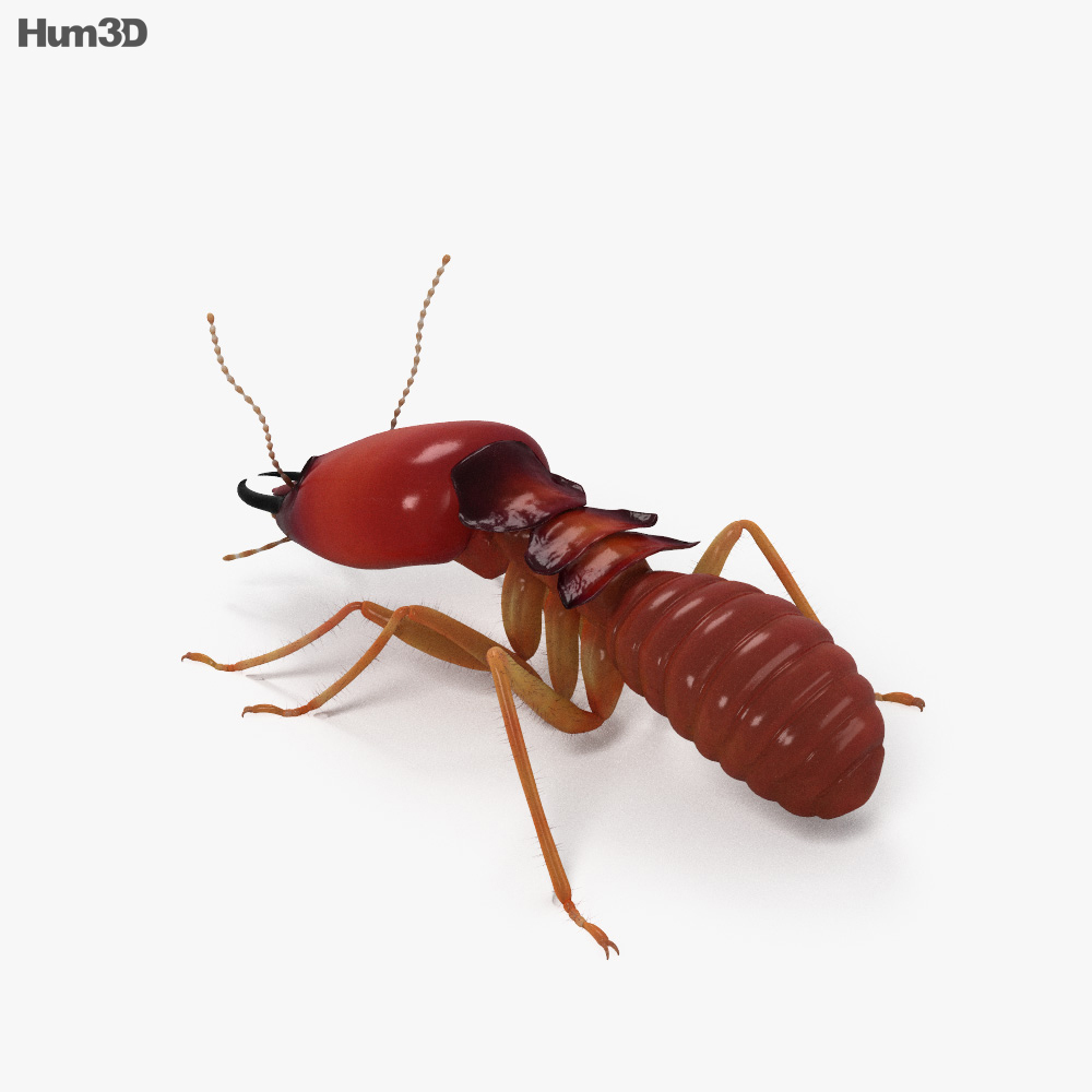 Termite HD 3d model