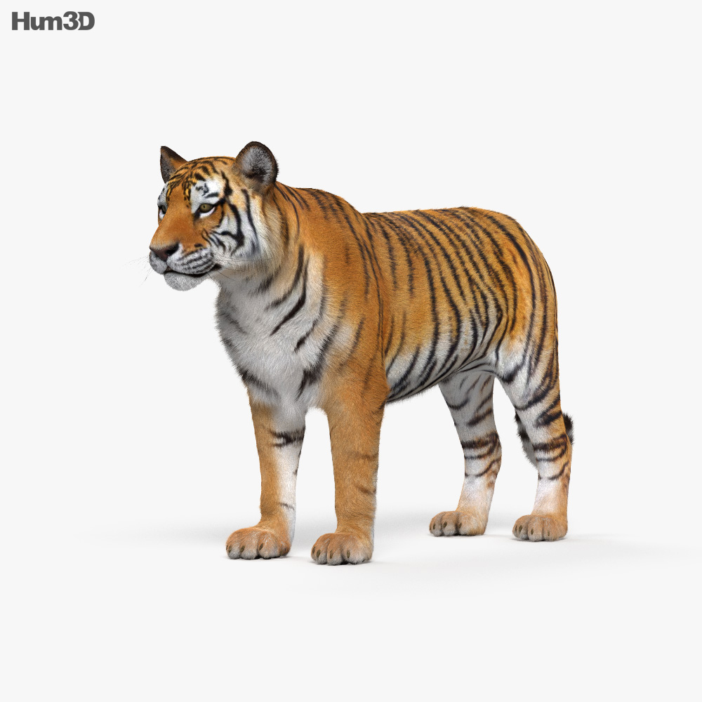 Tiger Hd 3d Model Animals On Hum3d