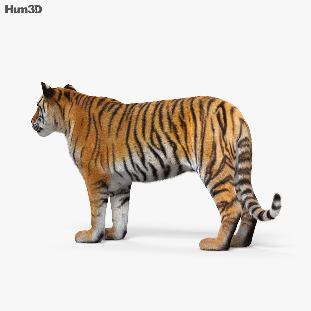 Tiger HD 3D model Animals on Hum3D