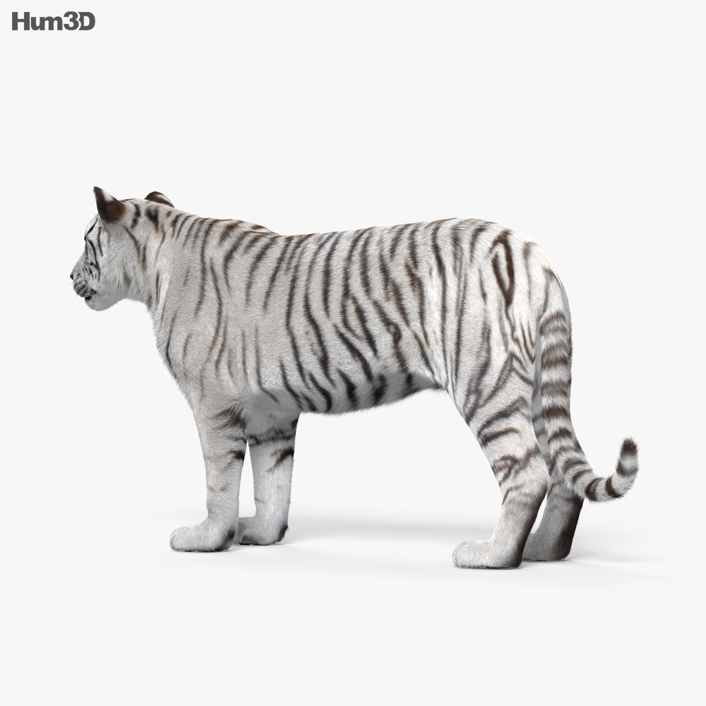 Білий тигр 3D модель