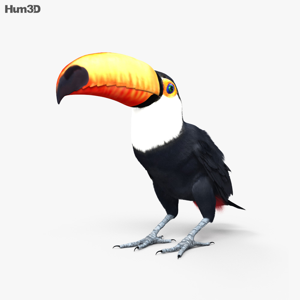 Toco Toucan Hd 3d Model Animals On Hum3d