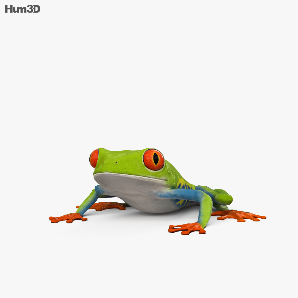 Red-eyed tree frog HD 3d model