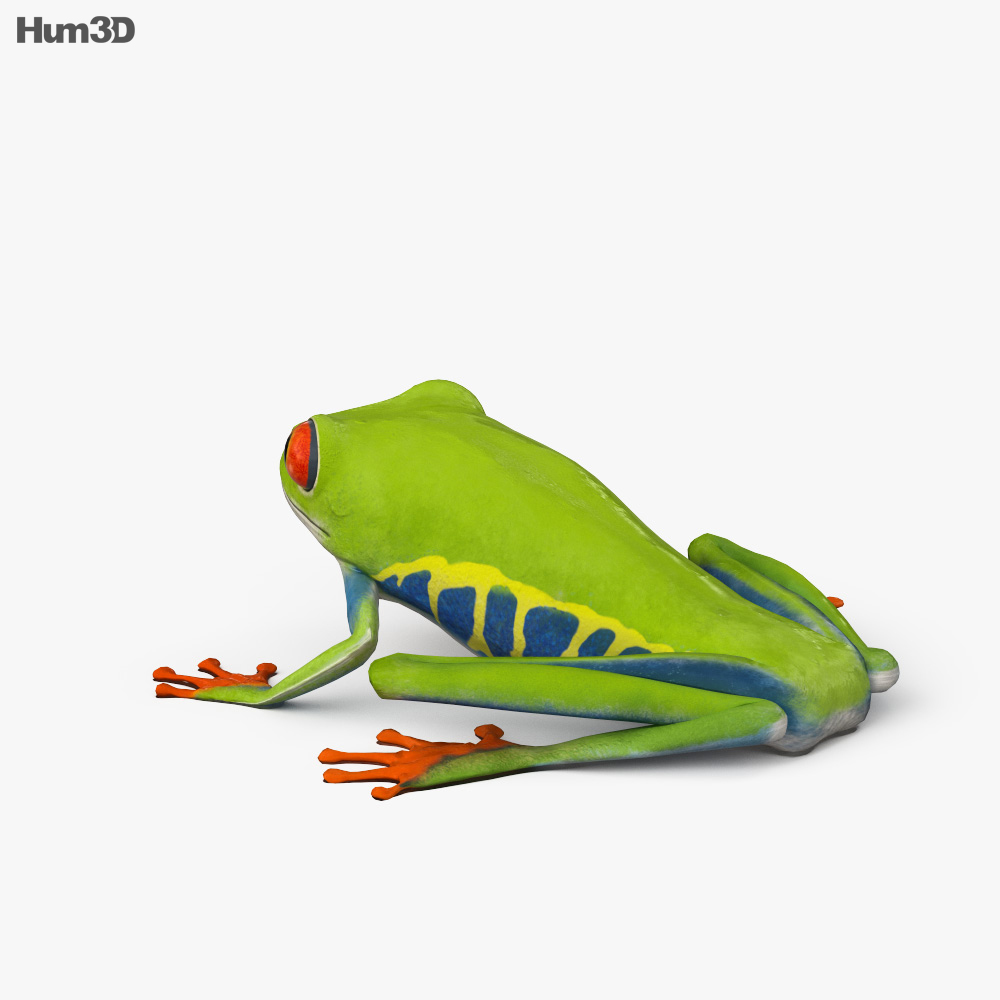 红眼树蛙 3D模型