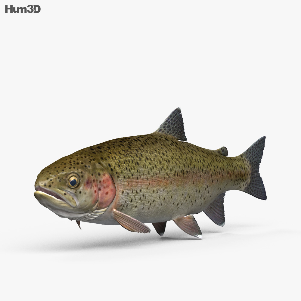 Trout HD 3d model