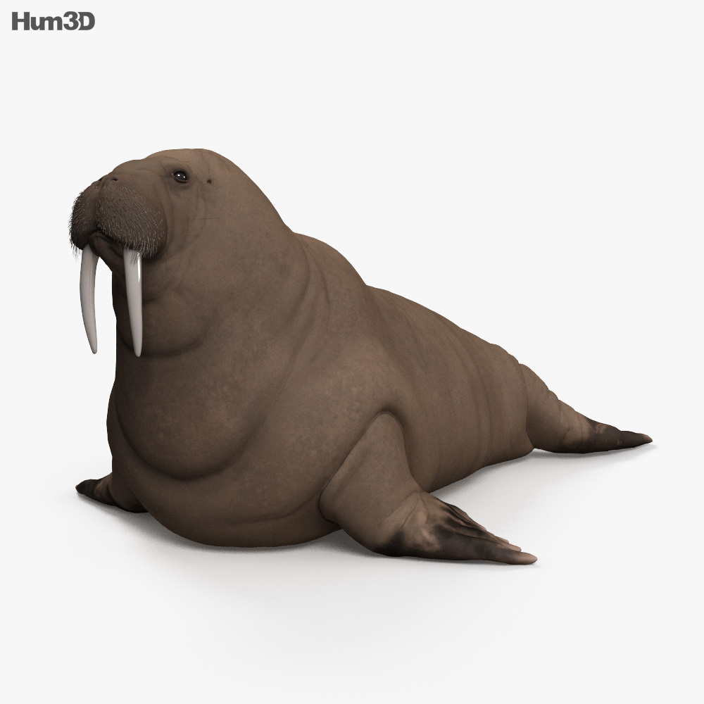 바다코끼리 3D 모델 