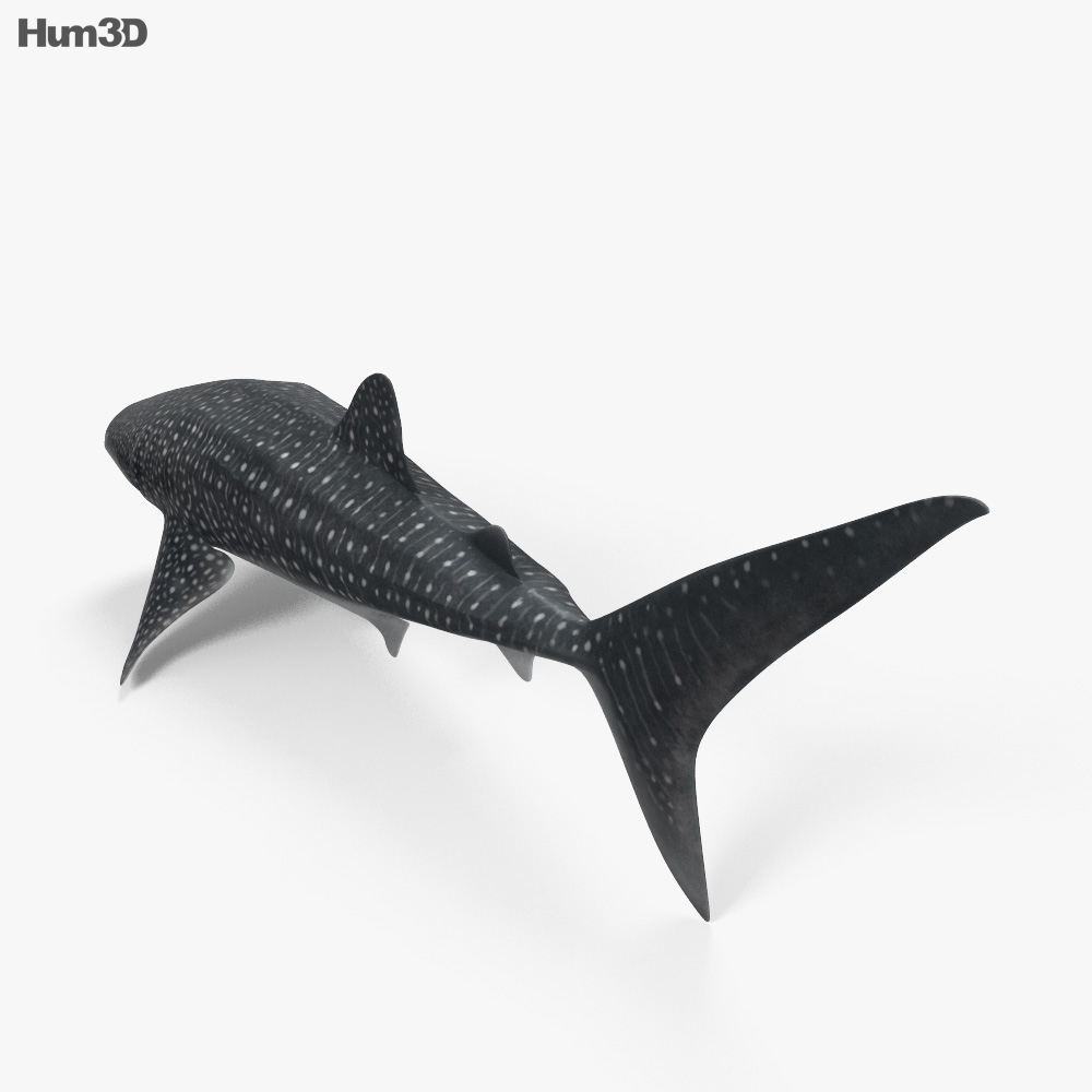 Whale Shark HD 3d model