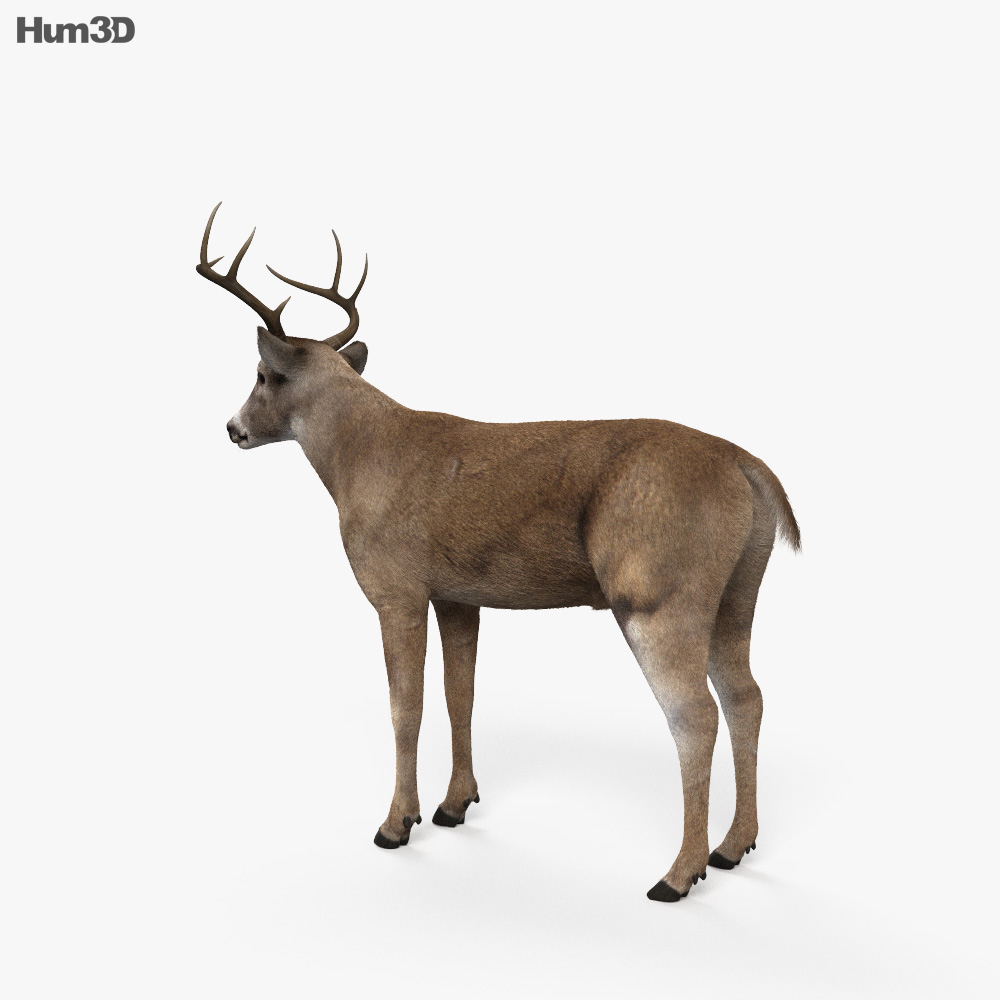 Animado Ciervo de cola blanca Modelo 3D - Animales on Hum3D