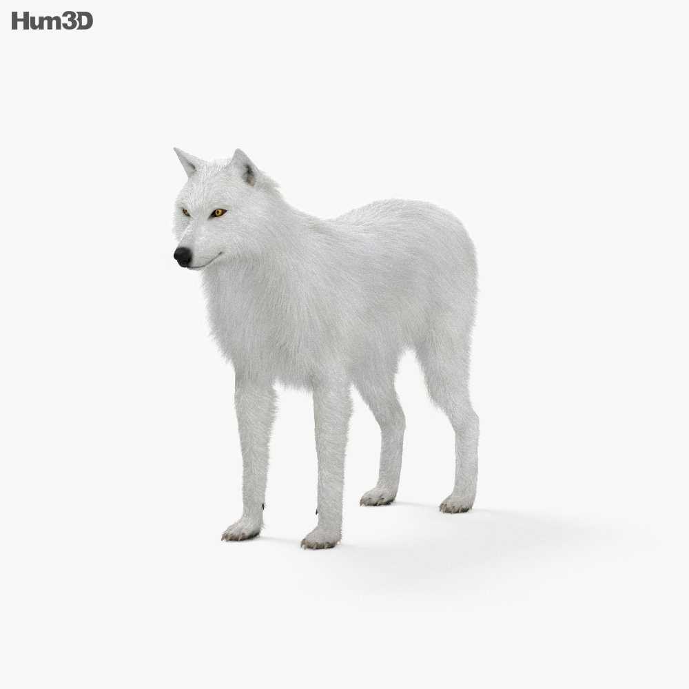 ホッキョクオオカミ 3Dモデル