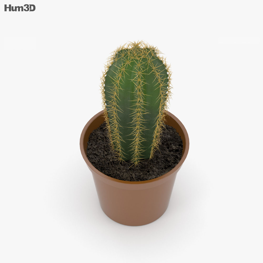 Kaktus 3D-Modell