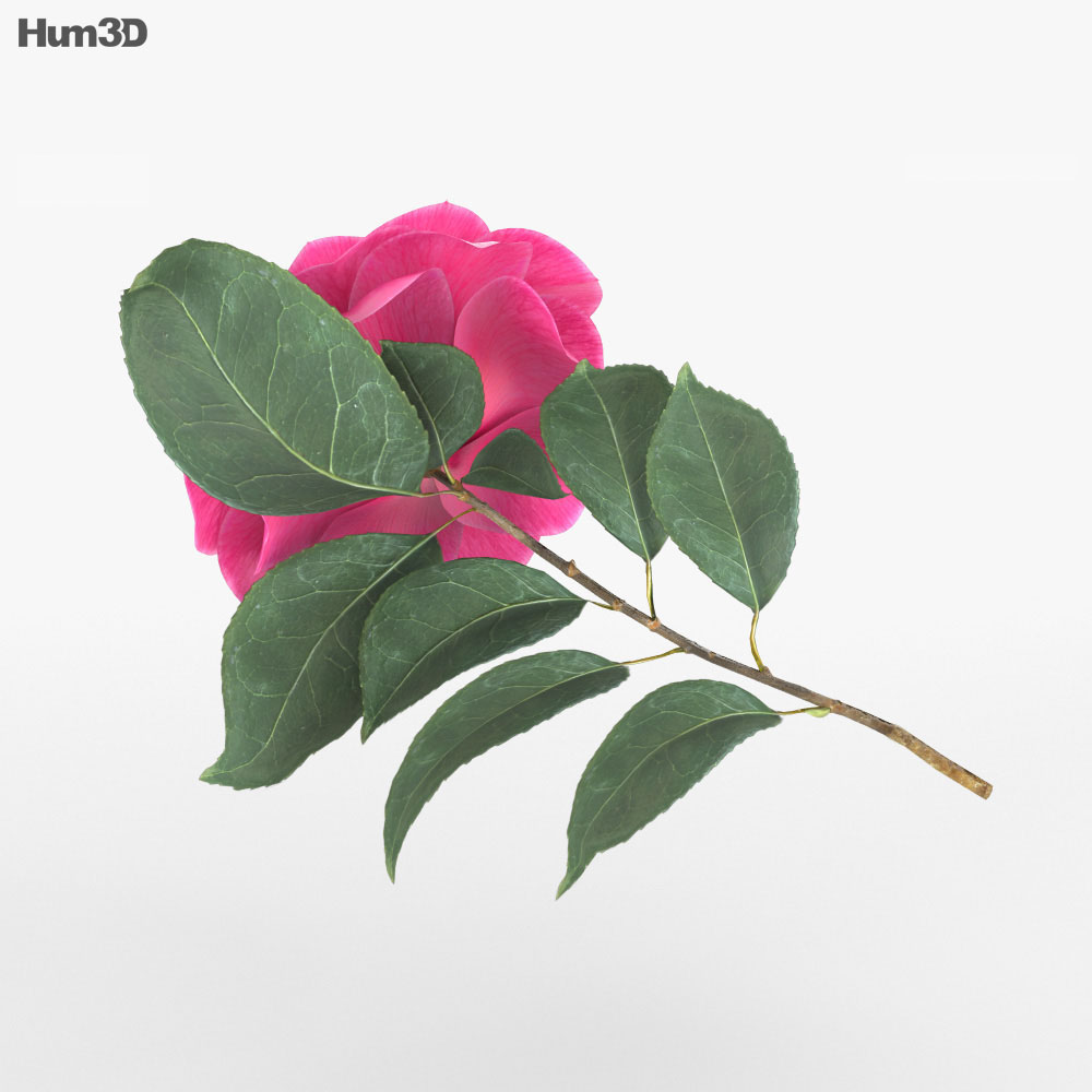 Camellia 3d model