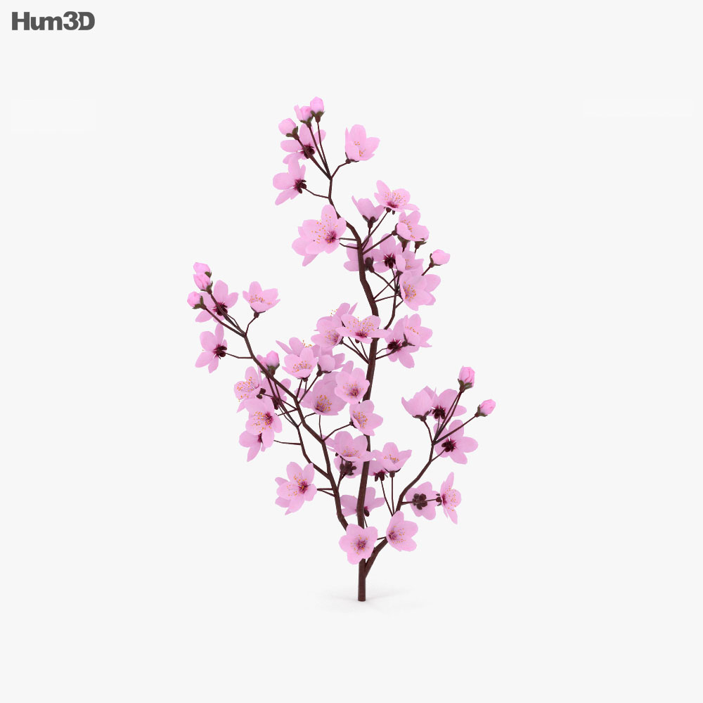 Cherry Blossom 3D model Plants on Hum3D