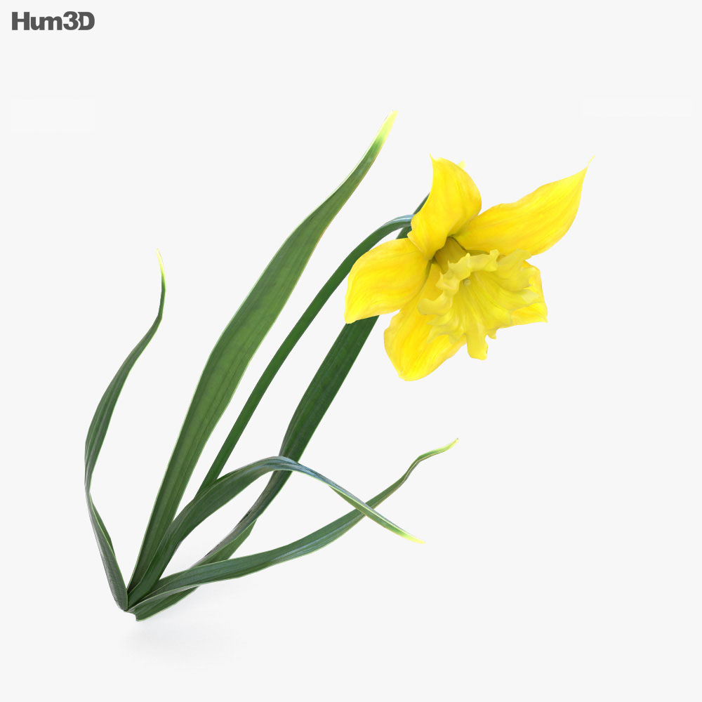 Daffodil 3d model