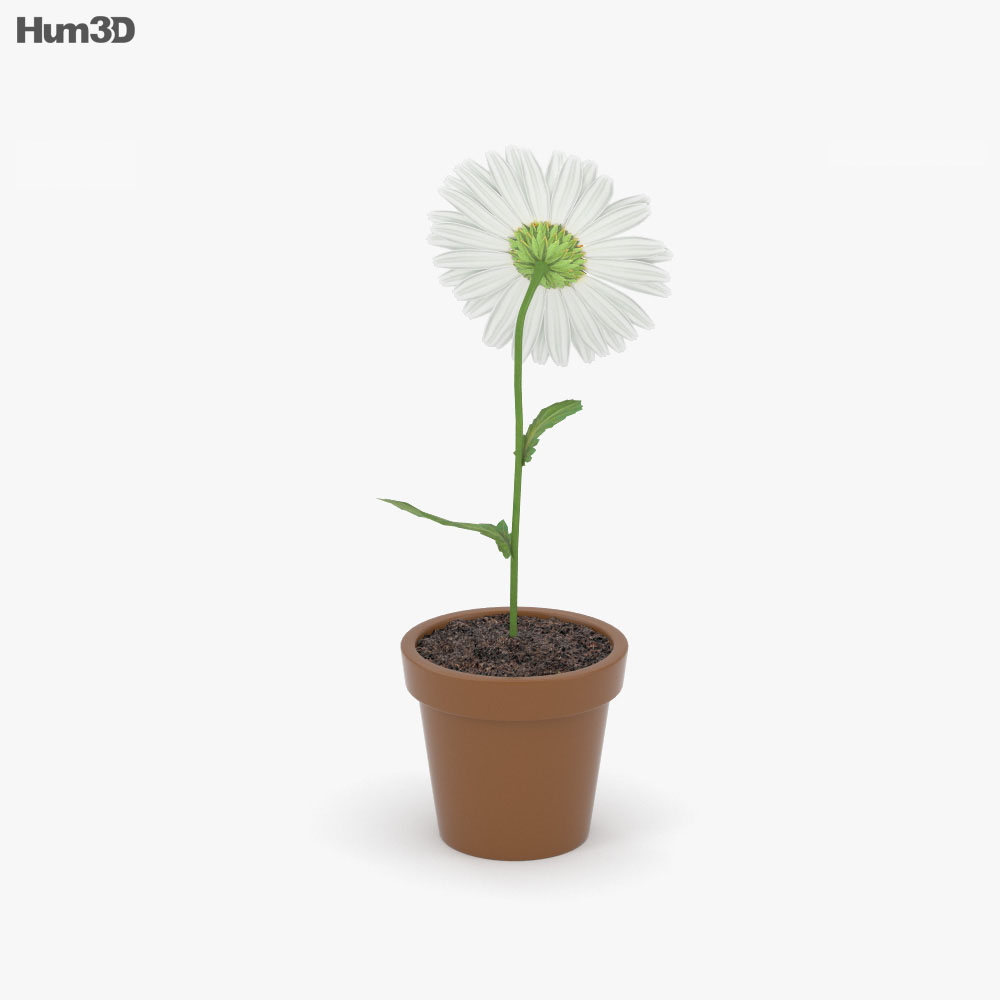 Flower in pot 3d model