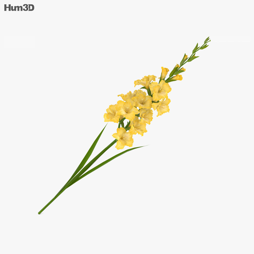 Gladiolo amarillo Modelo 3D - Plantas on Hum3D