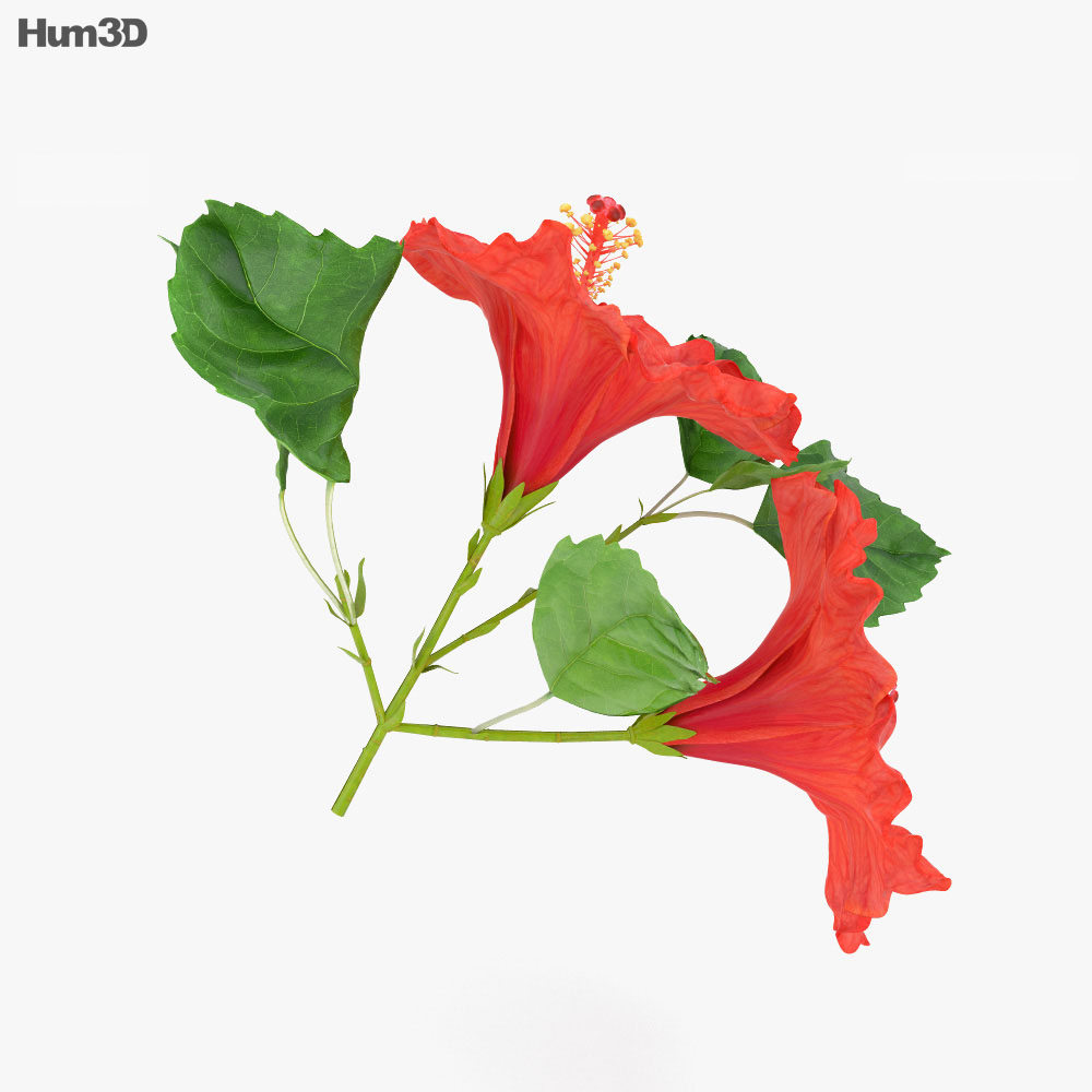 Hibiscus 3d model