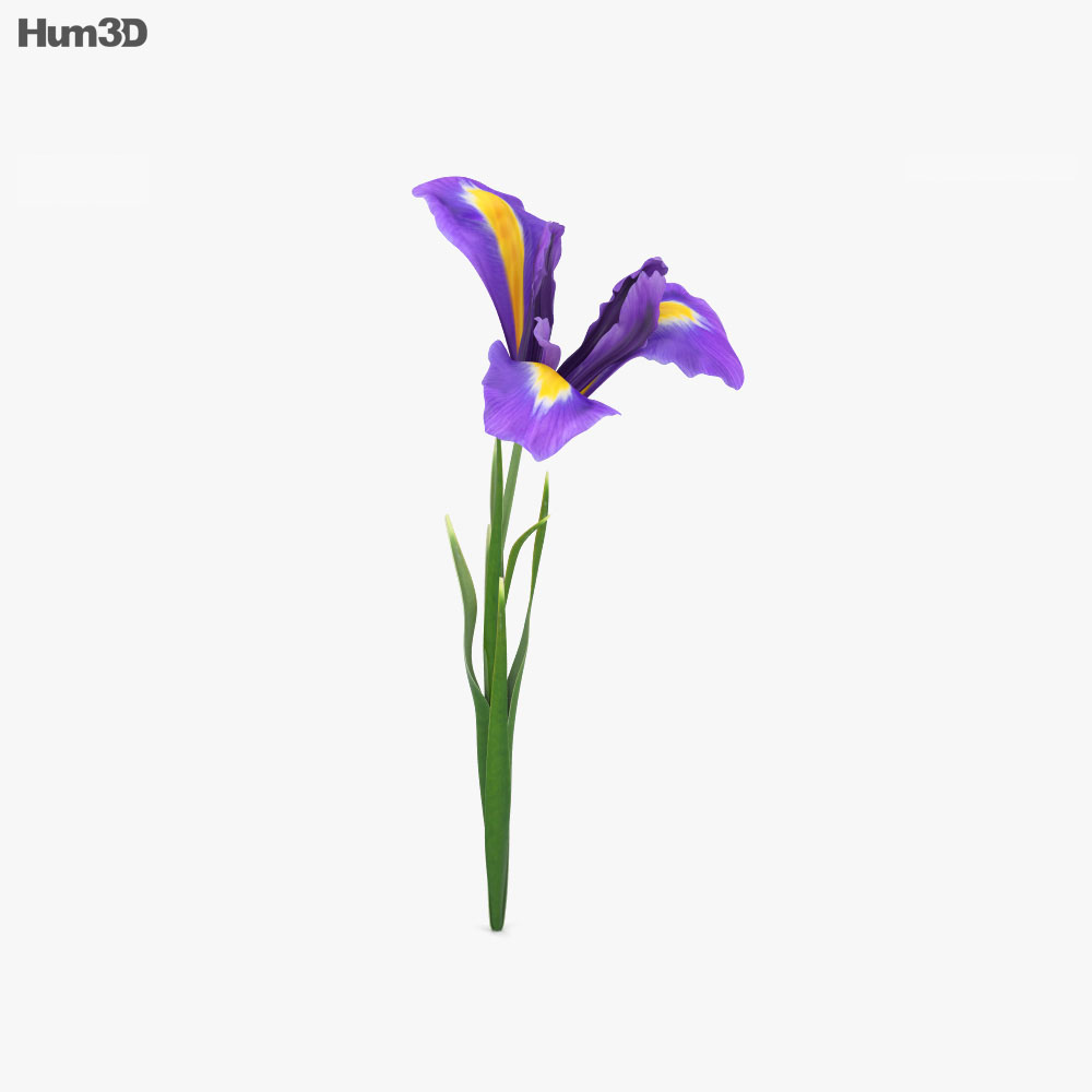  Iris 3D model  Plants on Hum3D