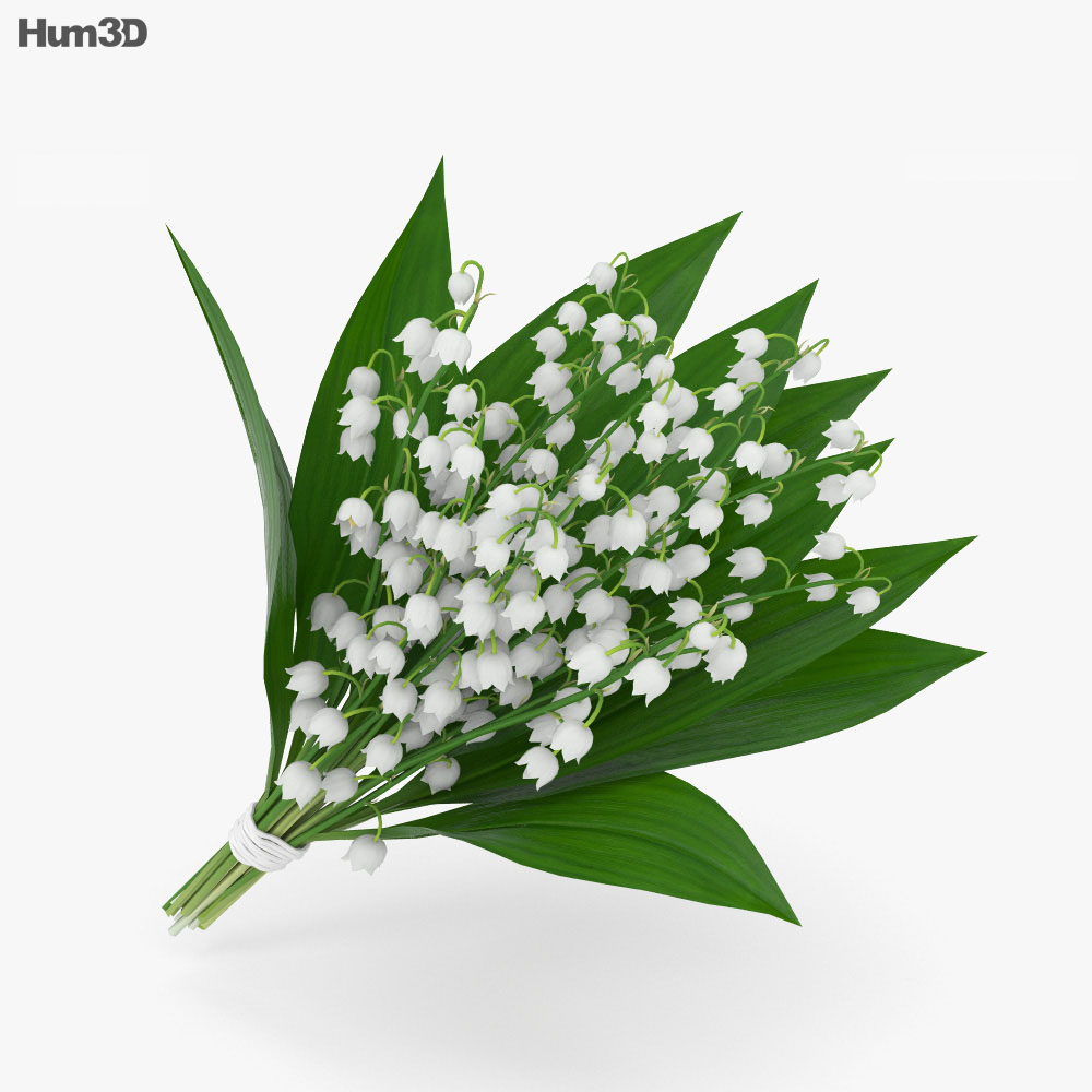 Lily of the valley 3d model