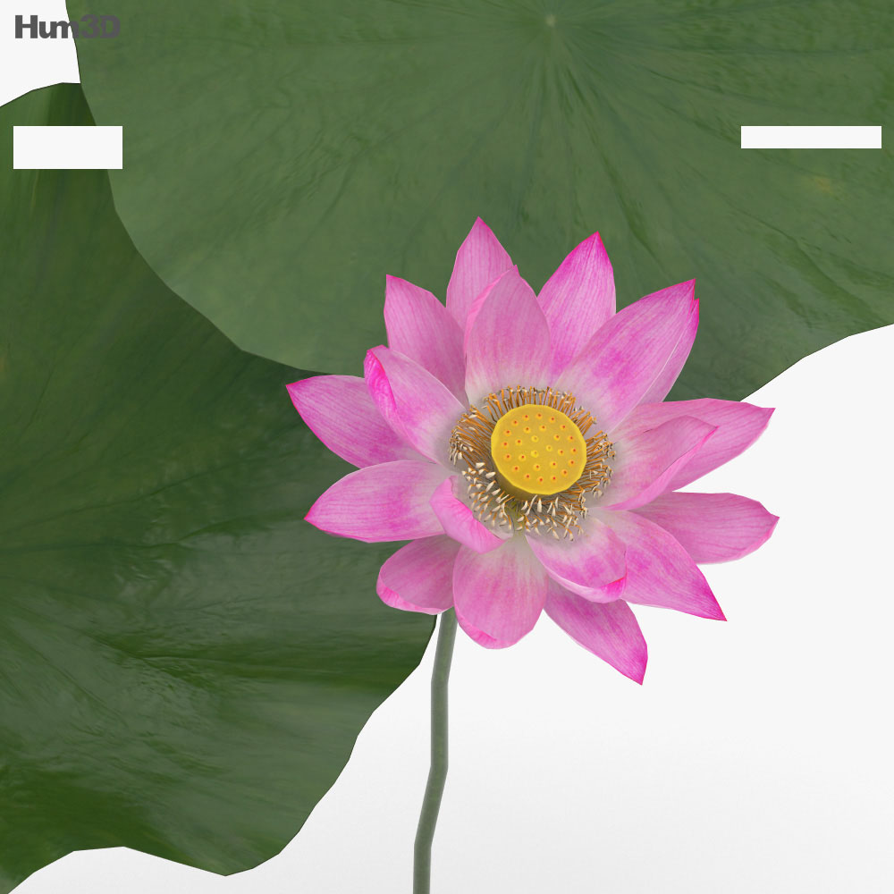 Lotus flower 3d model