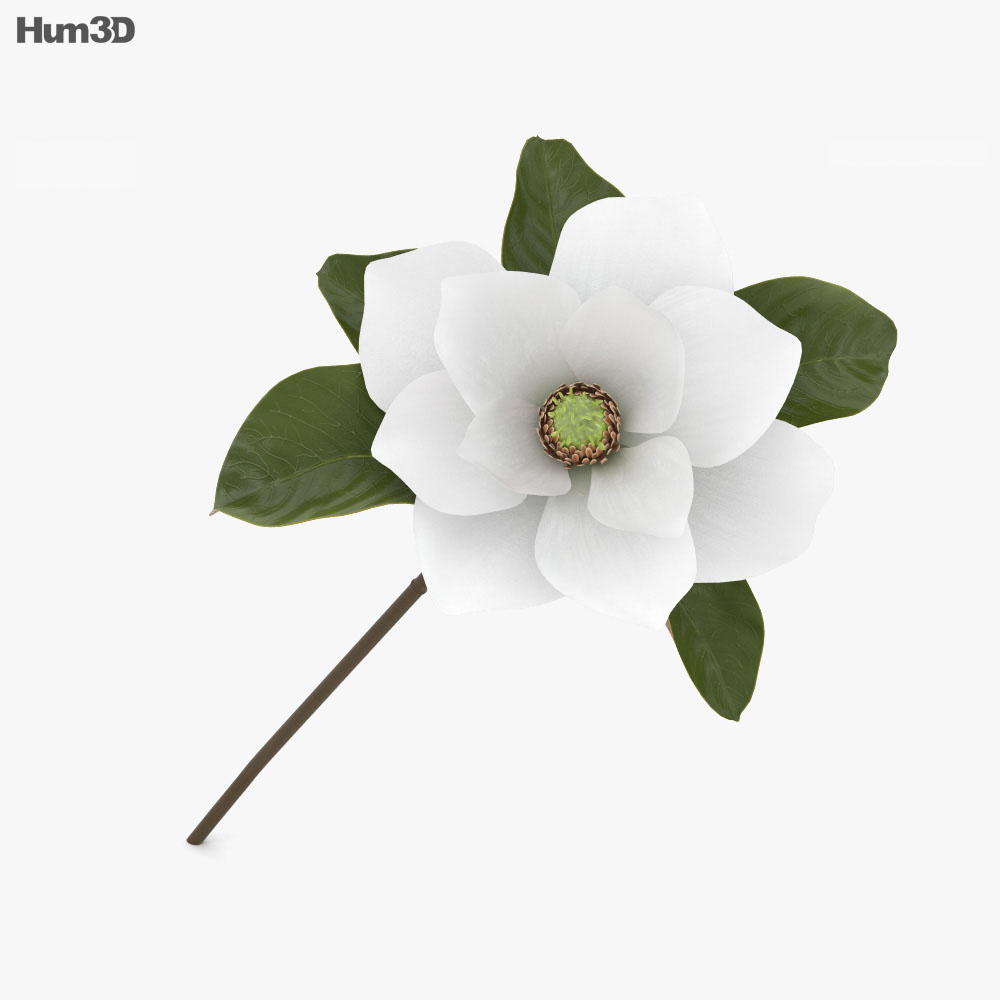 Magnolia 3d model