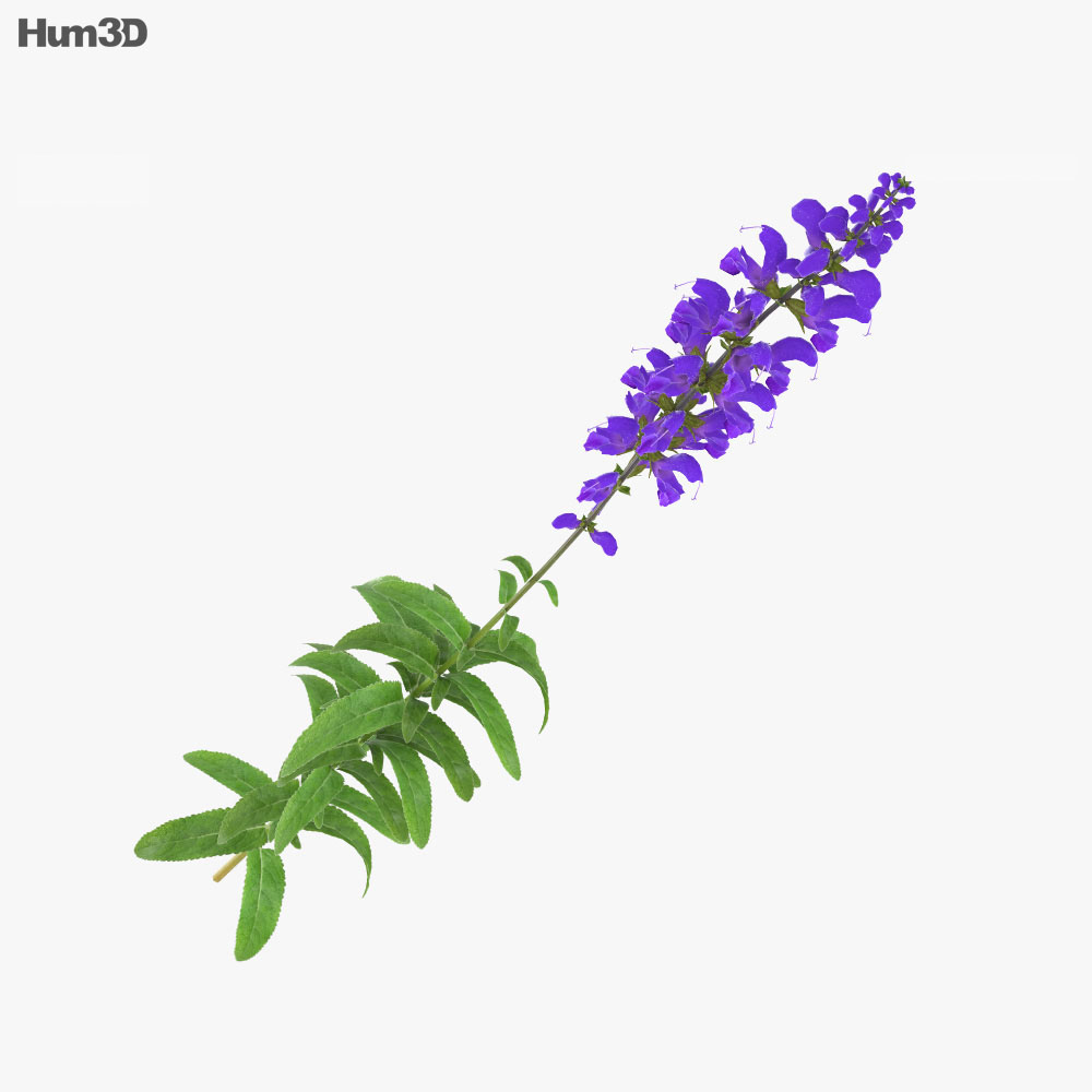 Salvia de prado Modelo 3D - Plantas on Hum3D