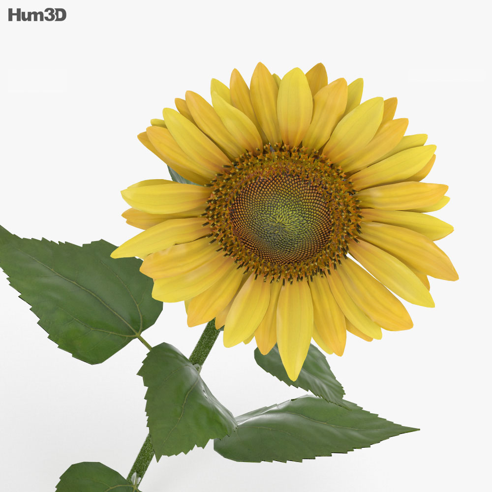 Sonnenblumen 3D-Modell